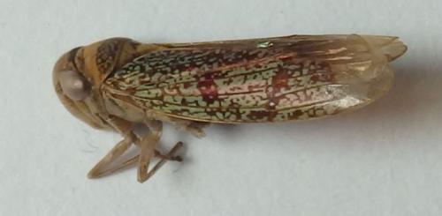 Amblyscarta invenusta